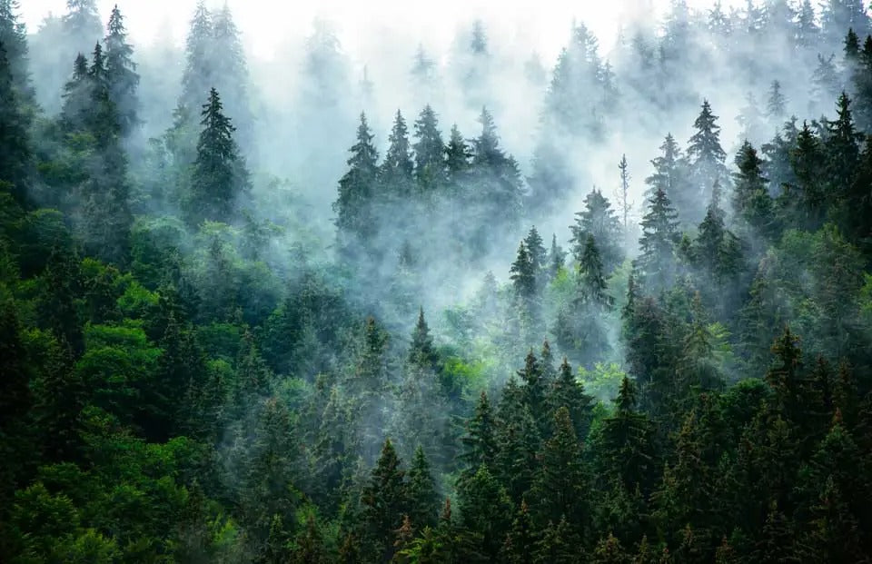 Wald im Nebel