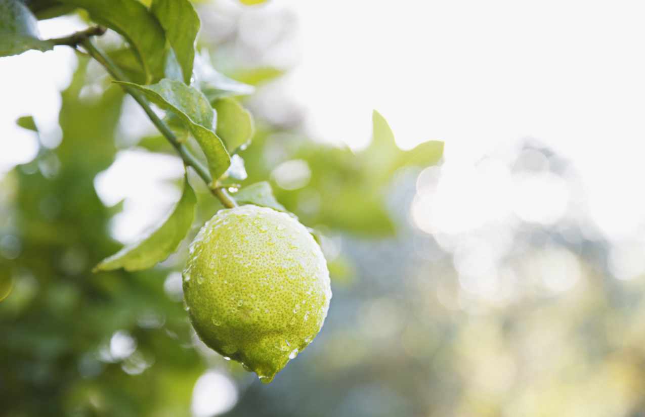 Erfrischendes Limettenwasser - eine feine Sache!