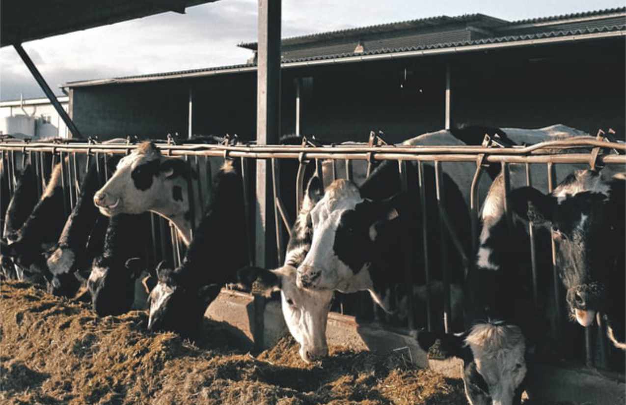 Kühe sorgen für Feinstaub in der Landwirtschsft