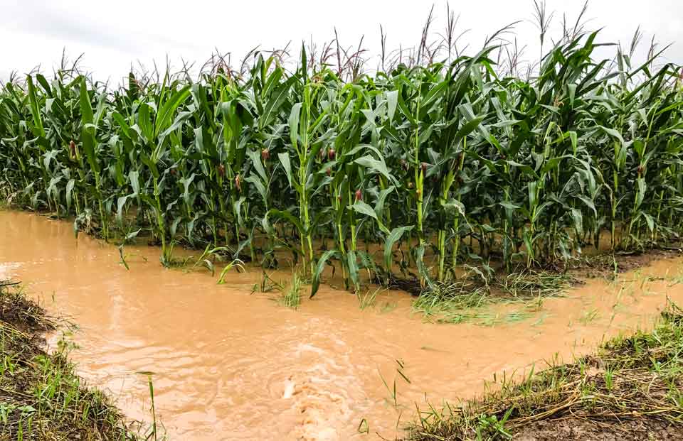 Überflutetes Maisfeld nach starken Regenfällen