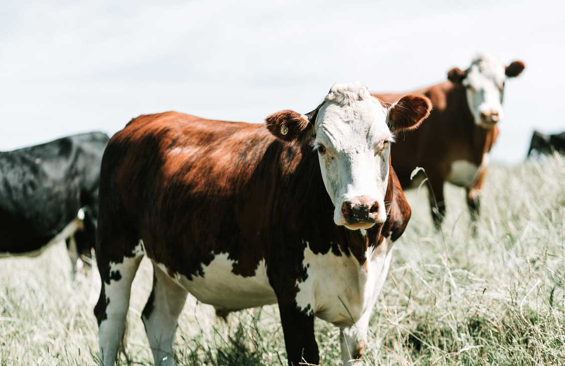 junge Kühe als Symbol für Tierwohl